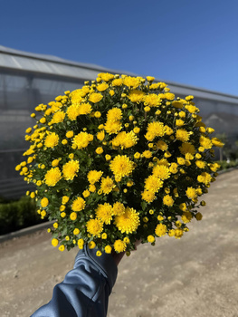 CHRYZANTEMA DROBNOKIATOWA ŻÓŁTA