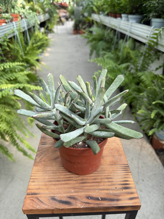 COTYLEDON OCTOPUS P12
