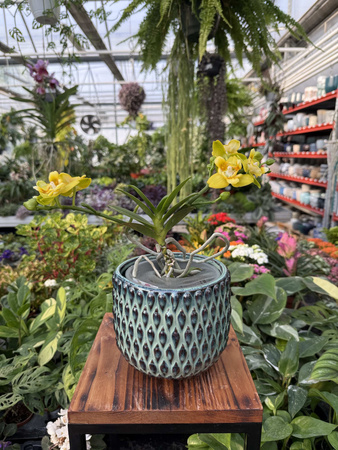 PHALENOPSIS NORMAN'S YELLOW BATMAN P12