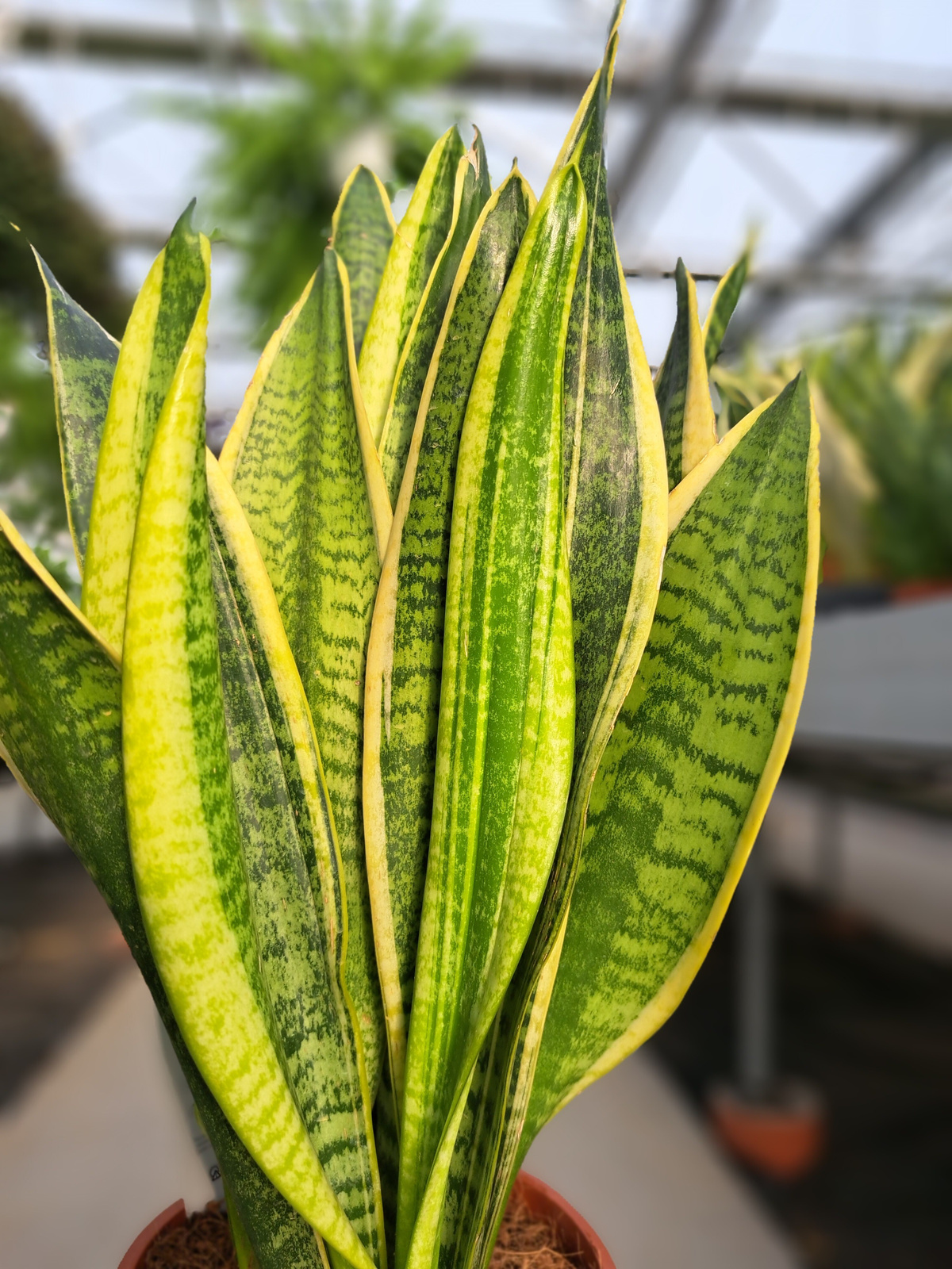 SANSEVIERIA FUTURA SUPERBA P17 | WSZYSTKIE ROŚLINY DONICZKOWE ...