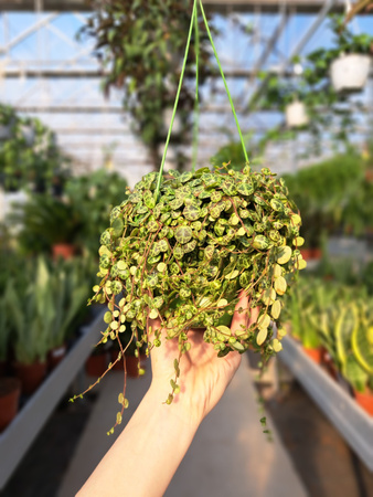 PEPEROMIA PROSTRATA P14