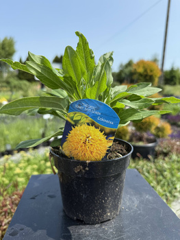 JEŻÓWKA 'SUNNY DAYS LEMON' P13