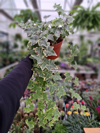 BLUSZCZ HEDERA HELIX YELLOW RIPPLE  P13