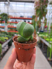 LITHOPS ŻYWYKAMIEŃ P5,5