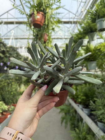COTYLEDON OCTOPUS P12