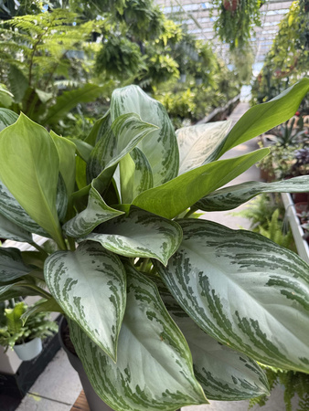 AGLAONEMA SILVER BAY P24