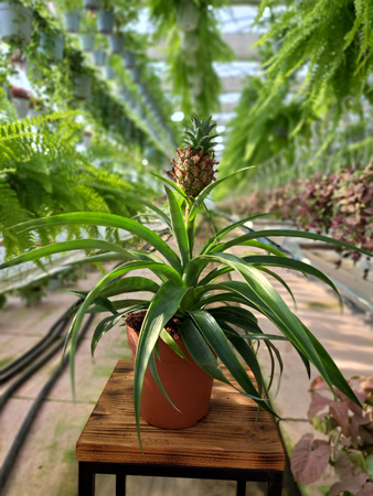 ANANAS MI AMIGO P12 P12