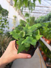 DORYOPTERIS PEDATA P9