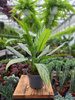 AGLAONEMA SILVER QUEEN P12