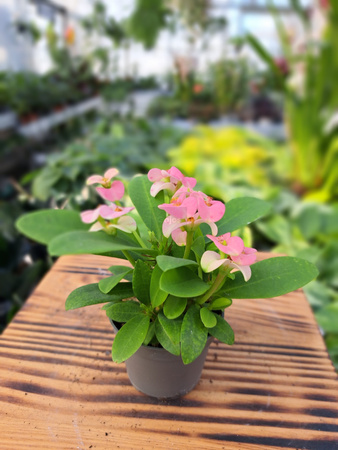 EUPHORBIA MILIANA RÓŻOWA  P6