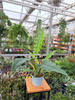 PHILODENDRON NARROW P13