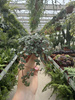 PILEA GLAUCA P6