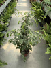 FICUS BENJAMININA GOLDEN KING P21
