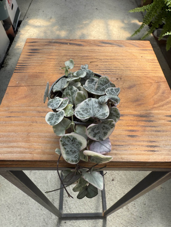 CEROPEGIA WOODI  VARIEGATA P6