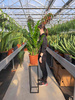 ZAMIOCULCAS ZAMIFOLIA P24