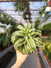 DRACENA KANZI P12