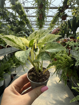 EPIPREMNUM MARBLE QUEEN P6