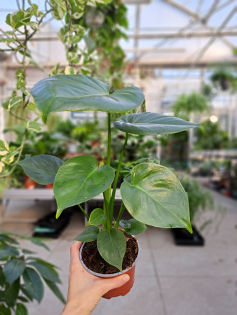 MONSTERA DELICIOSA P12