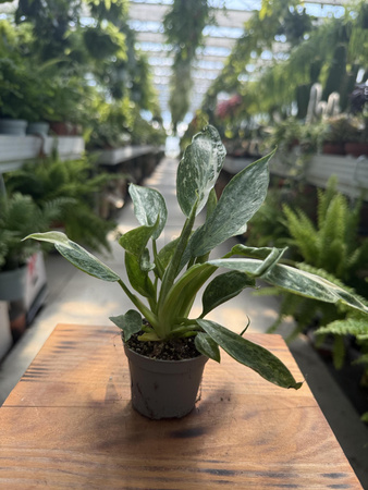 PHILODENDRON JOSE BUENO P6