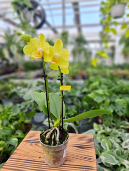 PHALENOPSIS MULTIFLORA YELLOW P7