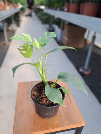 MONSTERA MINIMA P10