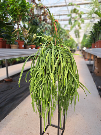 LEPISMIUM BOLIVIANUM P21