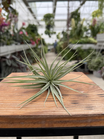 TILLANDSIA KATHY P10