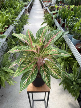 AGLAONEMA COCOMELON P19