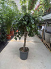 FICUS BENJAMINA DANIELLE  NA PNIU P21
