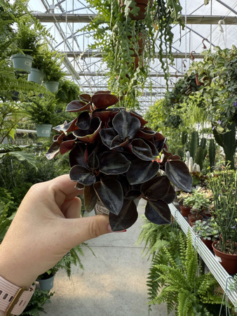 PEPEROMIA COLOMBIANA P6