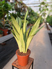 SANSEVIERIA MOONSHINE P17