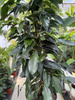 FICUS BENJAMINA DANIELLE P17