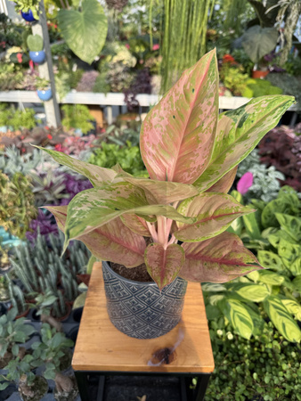 AGLAONEMA PASTELLA P12