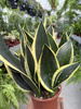 SANSEVIERIA BLACK GOLD P17