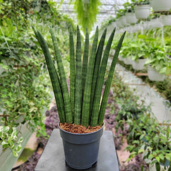 SANSEVIERIA CYLINDRICA FAN P12