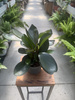 PEPEROMIA RED MARGIN P11