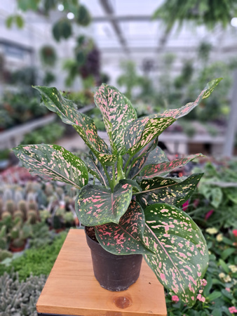 AGLAONEMA PINK LEOPARD P12
