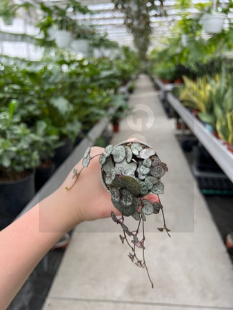CEROPEGIA WOODI P6