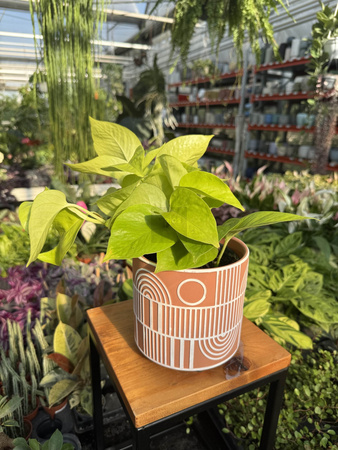 EPIPREMNUM GOLDEN POTHOS P12