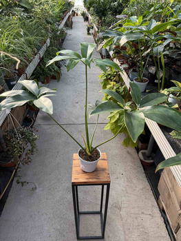 PHILODENDRON FUN BUN P13