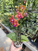 PHALENOPSIS MULTIFLORA ORANGE FRAGRANCE P12