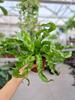 PAPROĆ ASPLENIUM HURRICANE P12