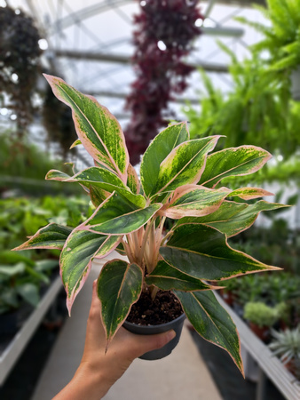 AGLAONEMA LIPSTICK PINK P12