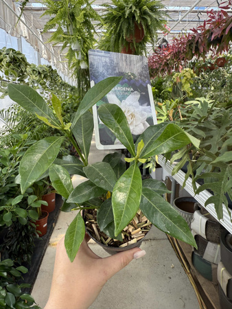 GARDENIA JASMINOIDES P9