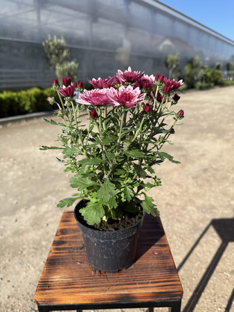 CHRYZANTEMA DROBNOKIATOWA RÓŻOWA MINI P11