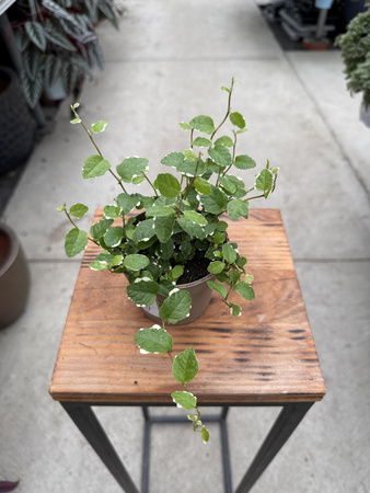 FICUS PUMILA WHITE SUNNY P9