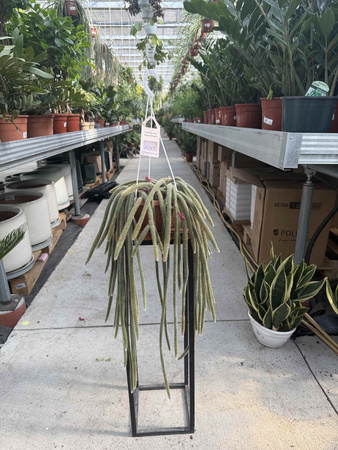 CACTUS APOROCACTUS P14