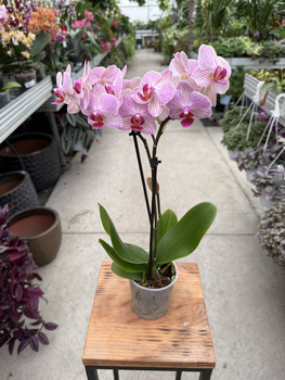 PHALENOPSIS LIMITED 02 P9
