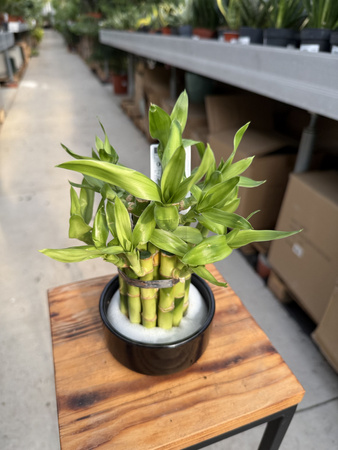 DRACENA LUCKY BAMBOO P9