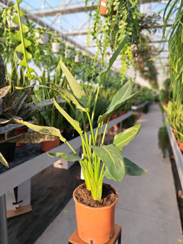 STRELITZIA REGINAE P24
